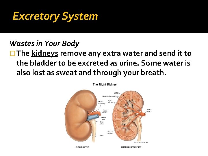 Excretory System Wastes in Your Body � The kidneys remove any extra water and