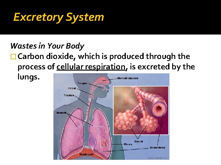 Excretory System Wastes in Your Body � Carbon dioxide, which is produced through the
