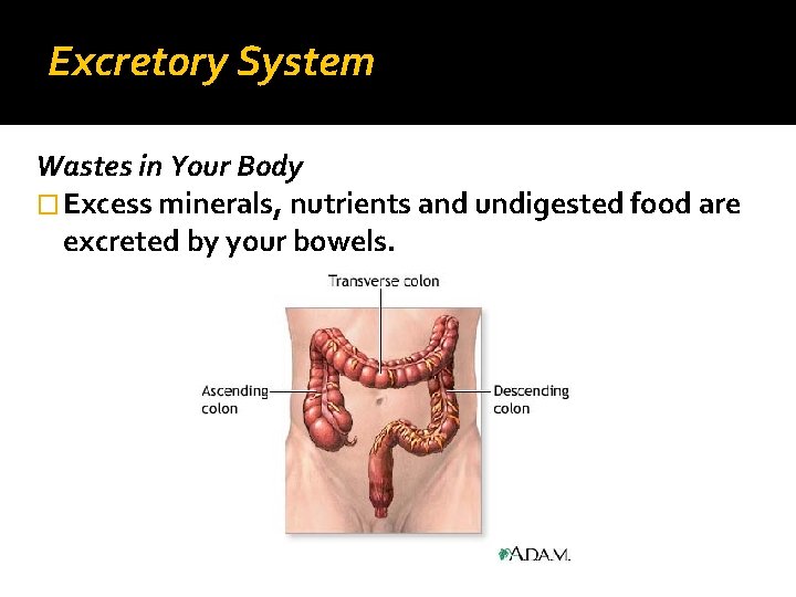 Excretory System Wastes in Your Body � Excess minerals, nutrients and undigested food are