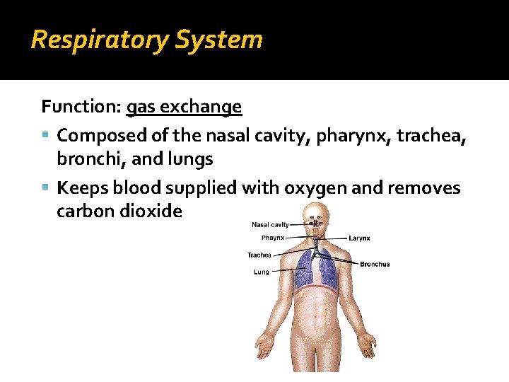 Respiratory System Function: gas exchange Composed of the nasal cavity, pharynx, trachea, bronchi, and