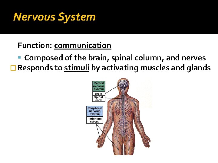 Nervous System Function: communication Composed of the brain, spinal column, and nerves � Responds