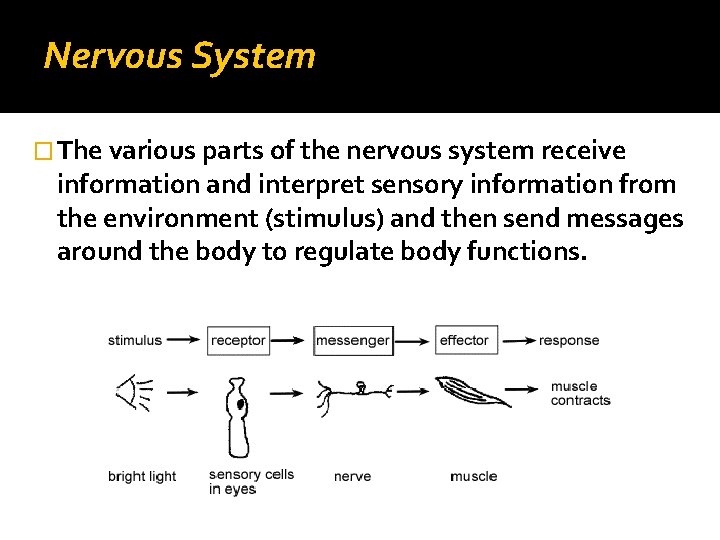 Nervous System � The various parts of the nervous system receive information and interpret