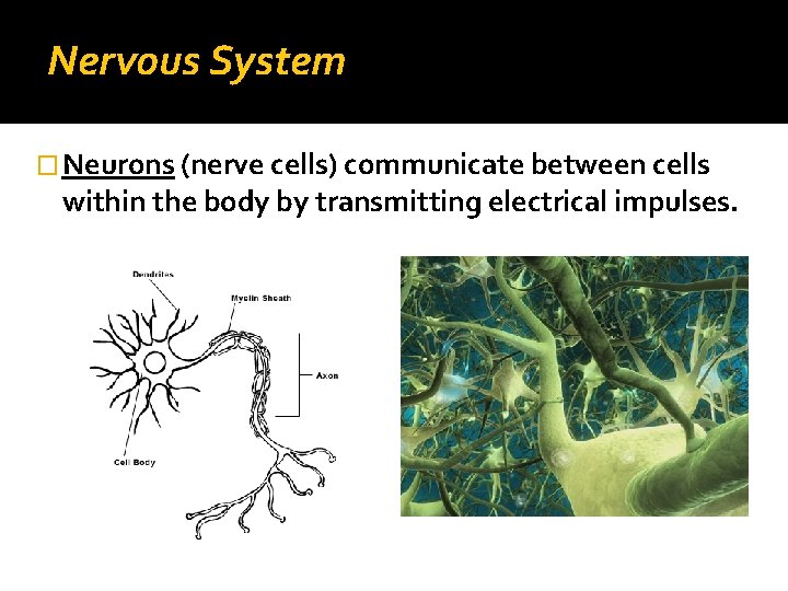 Nervous System � Neurons (nerve cells) communicate between cells within the body by transmitting