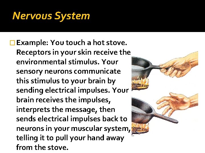 Nervous System � Example: You touch a hot stove. Receptors in your skin receive
