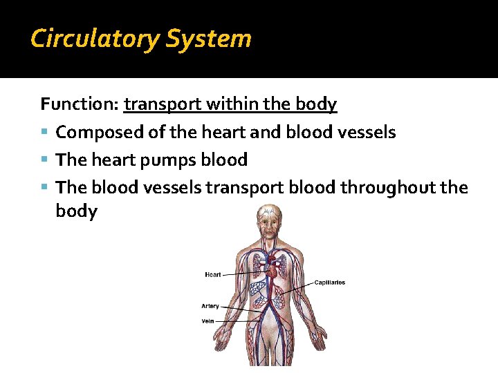 Circulatory System Function: transport within the body Composed of the heart and blood vessels
