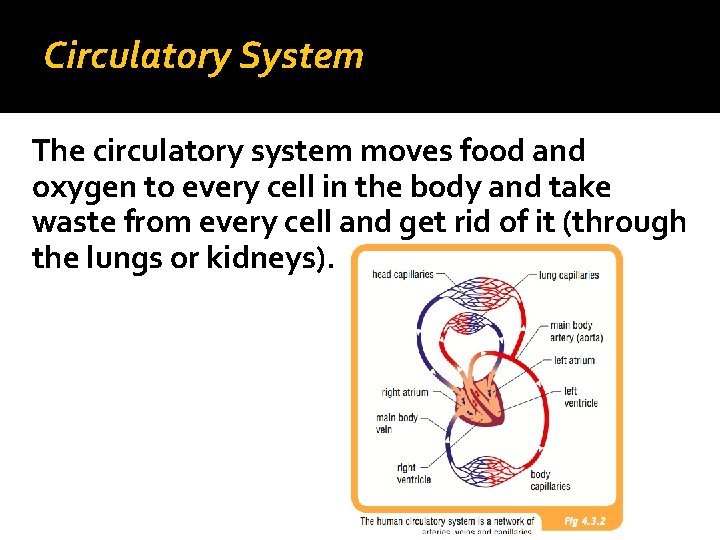 Circulatory System The circulatory system moves food and oxygen to every cell in the