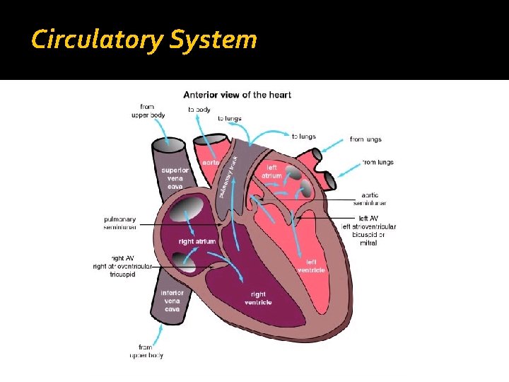 Circulatory System 