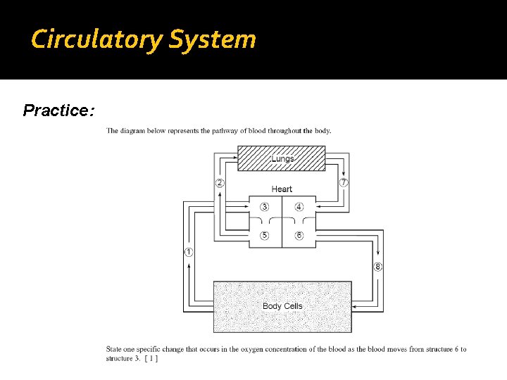 Circulatory System Practice: 