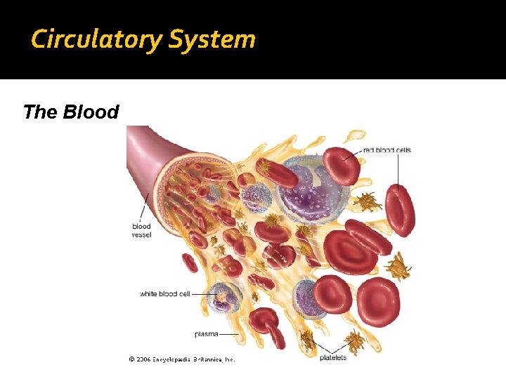 Circulatory System The Blood 