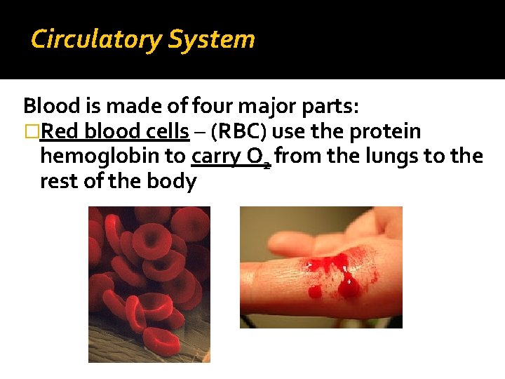 Circulatory System Blood is made of four major parts: �Red blood cells – (RBC)