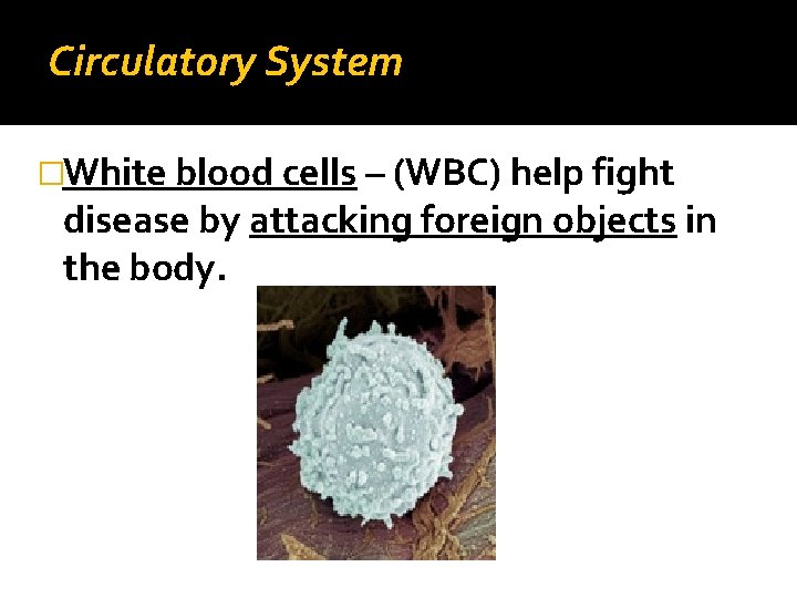 Circulatory System �White blood cells – (WBC) help fight disease by attacking foreign objects