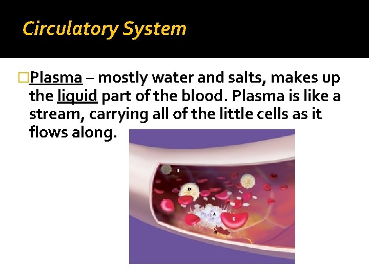 Circulatory System �Plasma – mostly water and salts, makes up the liquid part of