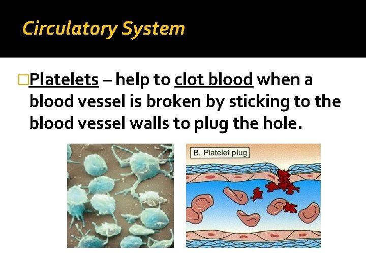 Circulatory System �Platelets – help to clot blood when a blood vessel is broken