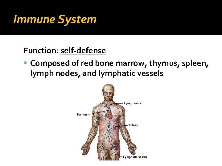 Immune System Function: self-defense Composed of red bone marrow, thymus, spleen, lymph nodes, and