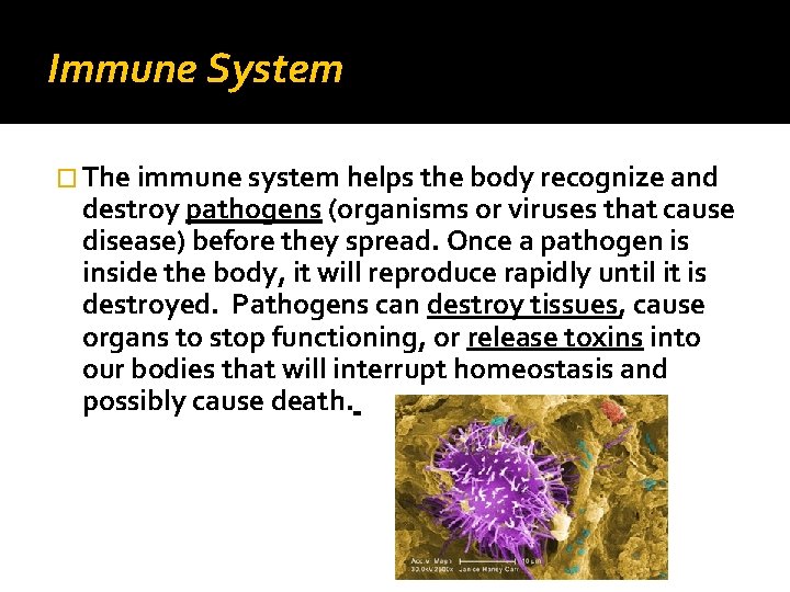 Immune System � The immune system helps the body recognize and destroy pathogens (organisms