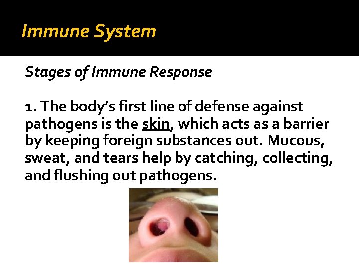 Immune System Stages of Immune Response 1. The body’s first line of defense against