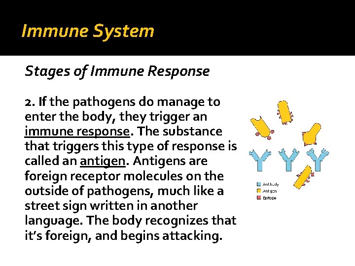 Immune System Stages of Immune Response 2. If the pathogens do manage to enter