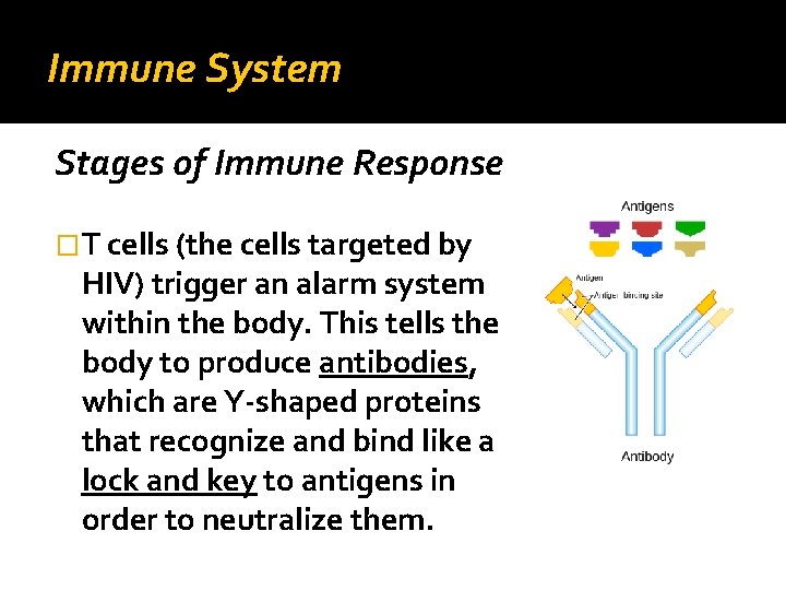 Immune System Stages of Immune Response �T cells (the cells targeted by HIV) trigger