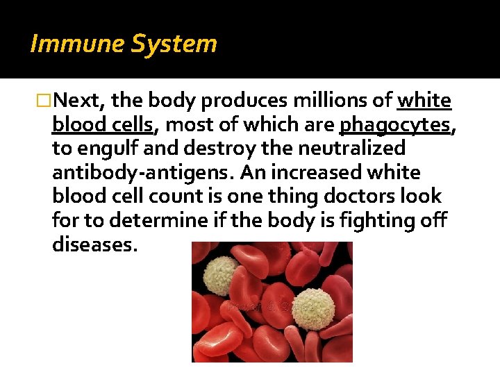 Immune System �Next, the body produces millions of white blood cells, most of which