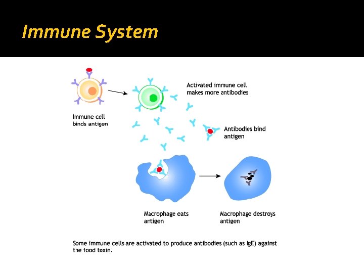 Immune System 