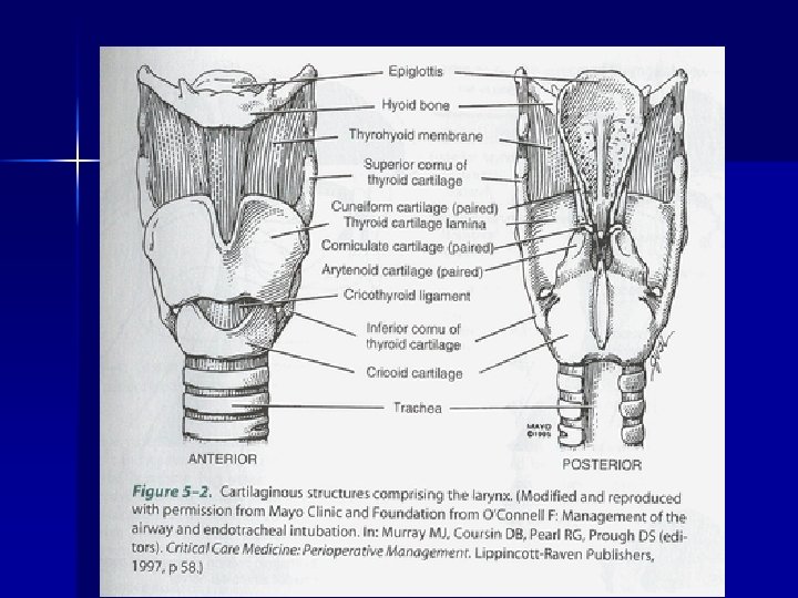 Larynx 
