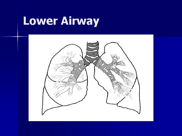 Lower Airway 