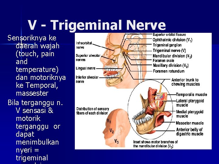 V - Trigeminal Nerve Sensoriknya ke daerah wajah (touch, pain and temperature) dan motoriknya