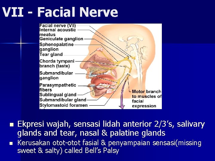 VII - Facial Nerve n n Ekpresi wajah, sensasi lidah anterior 2/3’s, salivary glands