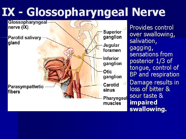 IX - Glossopharyngeal Nerve n n Provides control over swallowing, salivation, gagging, sensations from