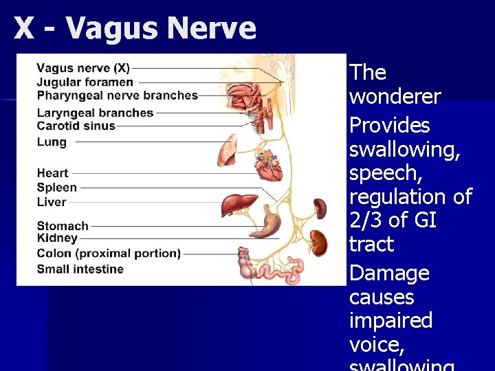 X - Vagus Nerve The wonderer n Provides swallowing, speech, regulation of 2/3 of