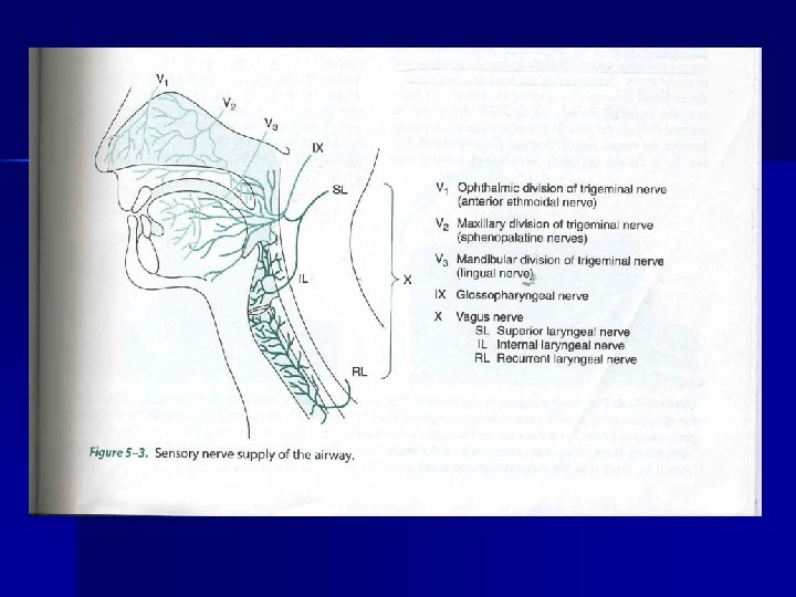 ANATOMY 