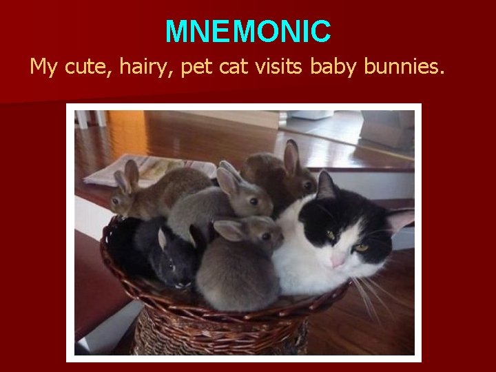 MNEMONIC My cute, hairy, pet cat visits baby bunnies. 