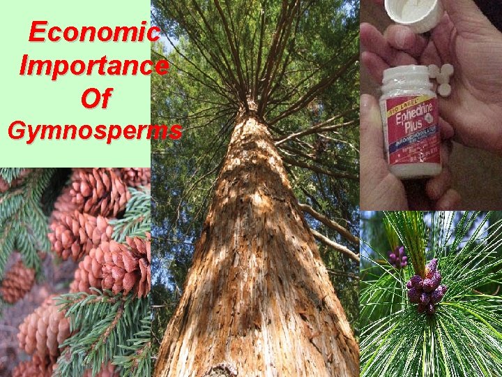 Economic Importance Of Gymnosperms 