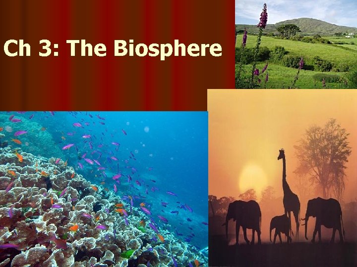 Ch 3: The Biosphere 
