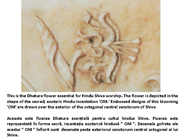 This is the Dhatura flower essential for Hindu Shiva worship. The flower is depicted