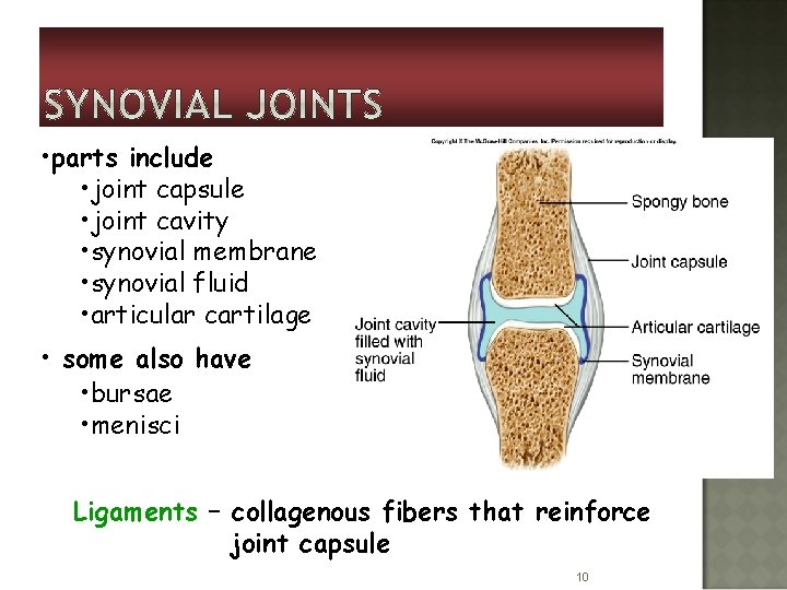  • parts include • joint capsule • joint cavity • synovial membrane •