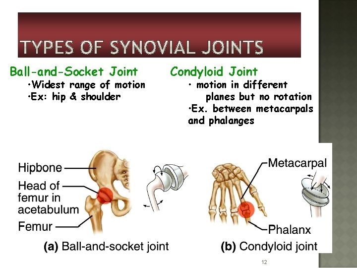 Ball-and-Socket Joint • Widest range of motion • Ex: hip & shoulder Condyloid Joint