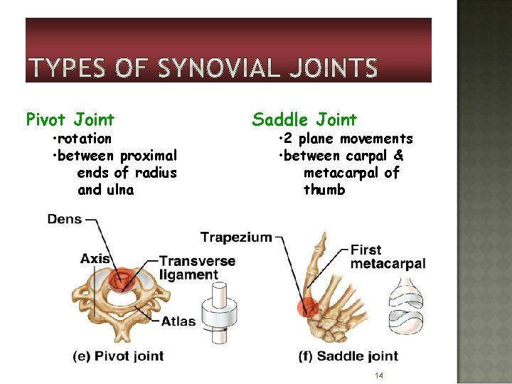 Pivot Joint • rotation • between proximal ends of radius and ulna Saddle Joint