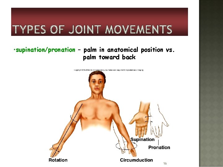  • supination/pronation – palm in anatomical position vs. palm toward back 16 