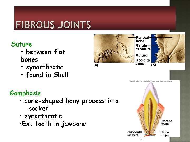 Suture • between flat bones • synarthrotic • found in Skull Gomphosis • cone-shaped