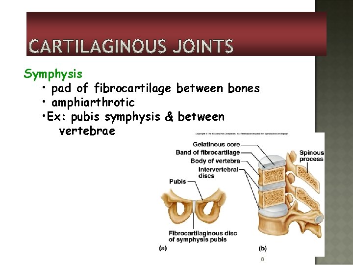 Symphysis • pad of fibrocartilage between bones • amphiarthrotic • Ex: pubis symphysis &