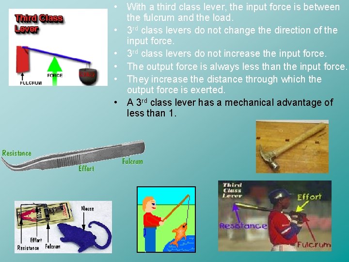  • With a third class lever, the input force is between the fulcrum