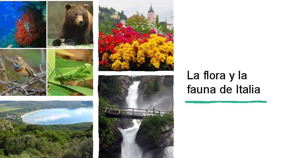 La flora y la fauna de Italia 