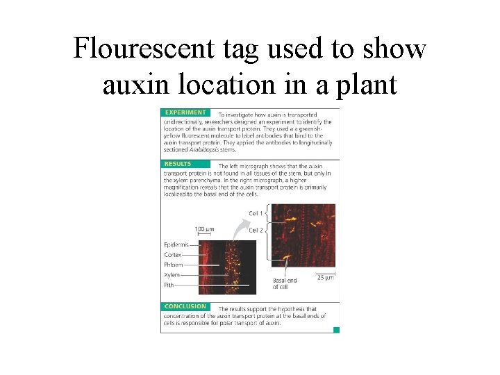 Flourescent tag used to show auxin location in a plant 