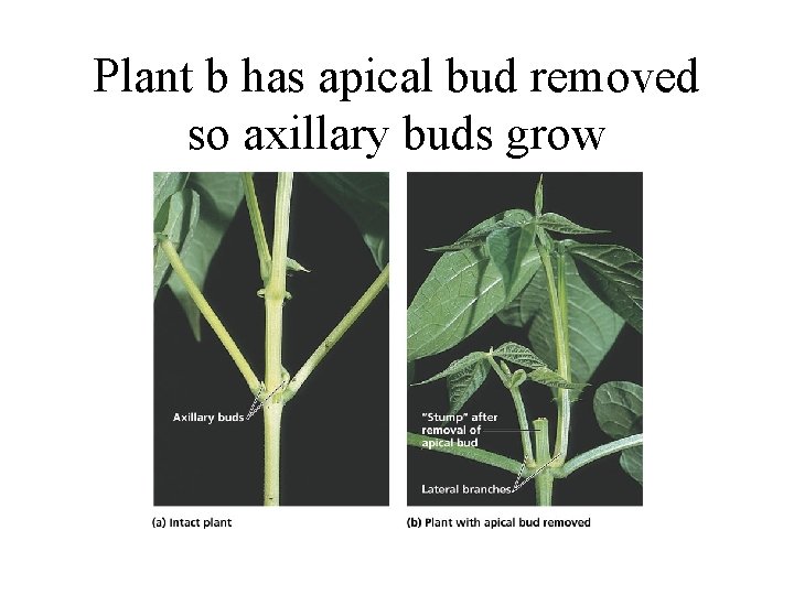 Plant b has apical bud removed so axillary buds grow 