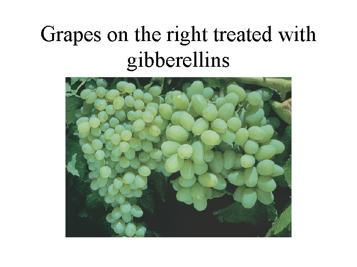 Grapes on the right treated with gibberellins 