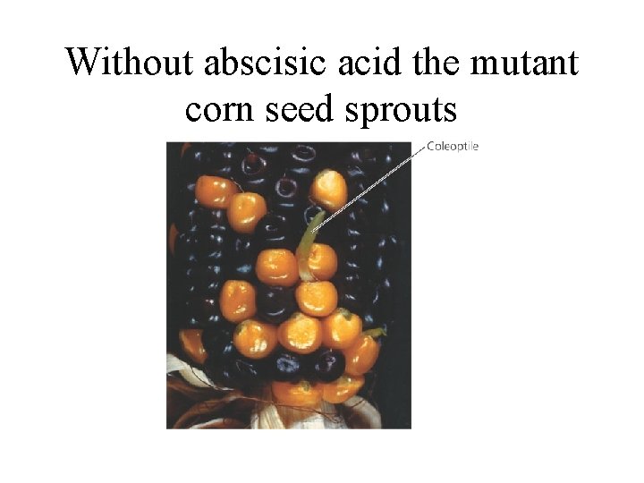 Without abscisic acid the mutant corn seed sprouts 