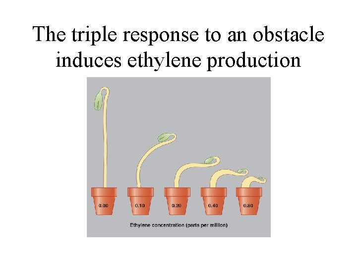 The triple response to an obstacle induces ethylene production 