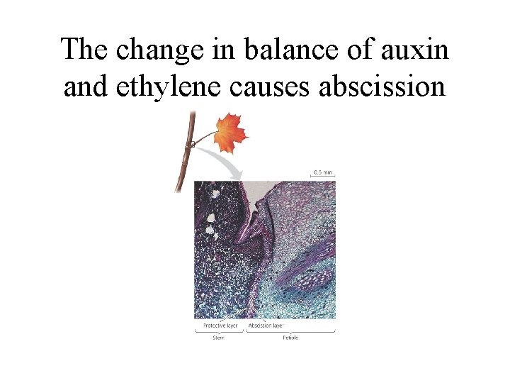 The change in balance of auxin and ethylene causes abscission 