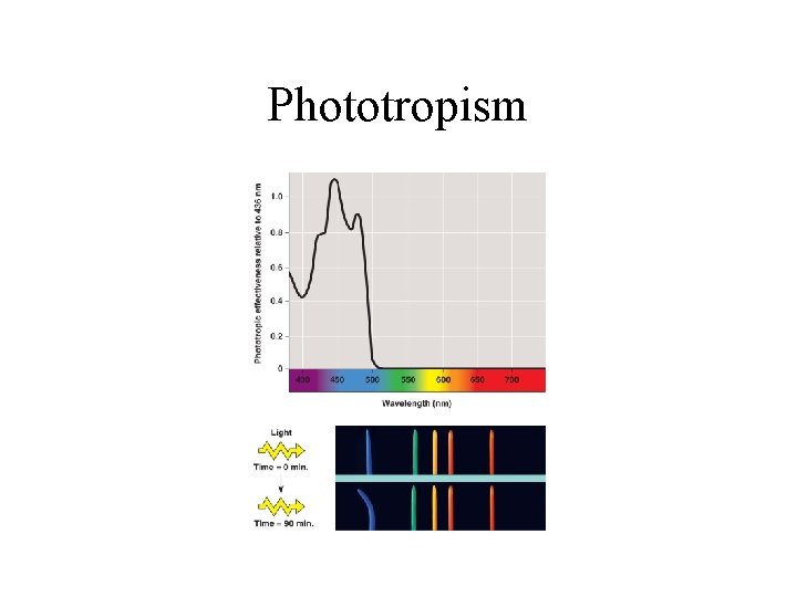 Phototropism 